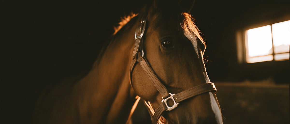 Bridons western – Western Riding Co.