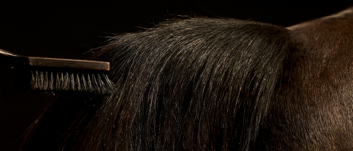 Démêlage d'une queue de cheval à la brosse