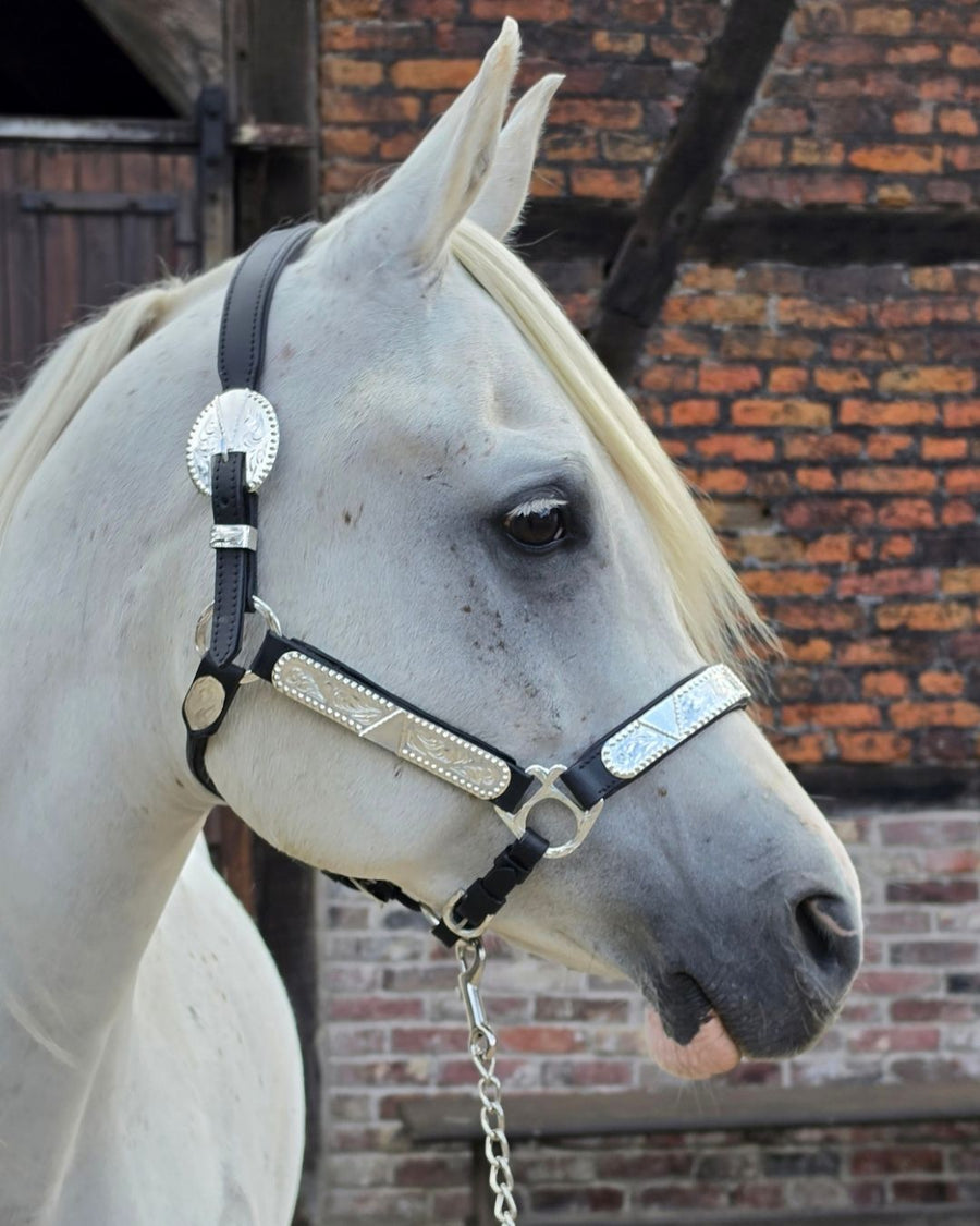 Licol de présentation western cuir noir rembourré, ferrures argentées