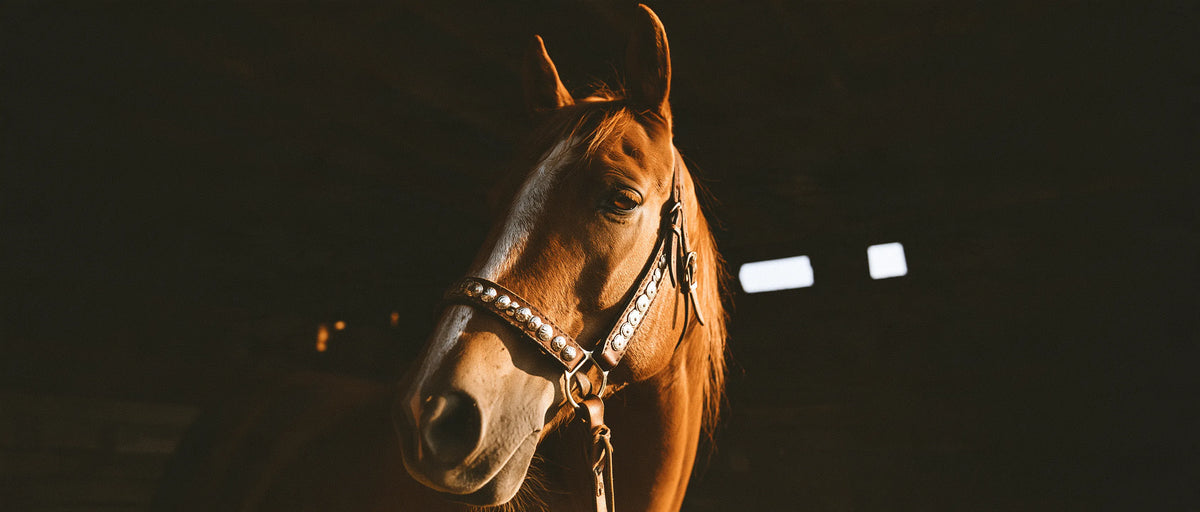 Cheval portant un bridon western à clous argentés
