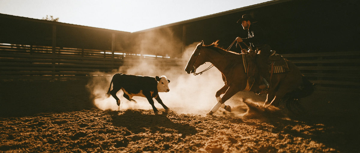 Cheval de cutting face à un veau dans la poussière