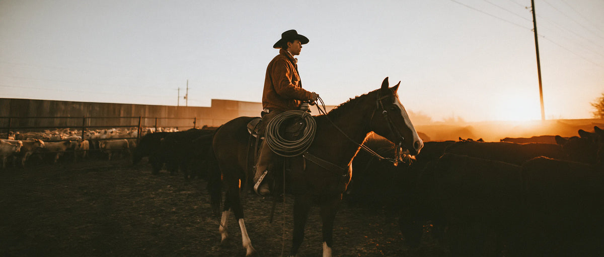 Cavalier en selle Wade avec lasso au milieu du bétail au coucher du soleil