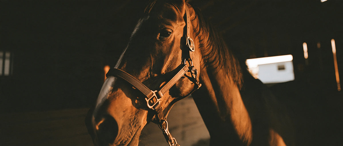Cheval équipé d'un side-pull western